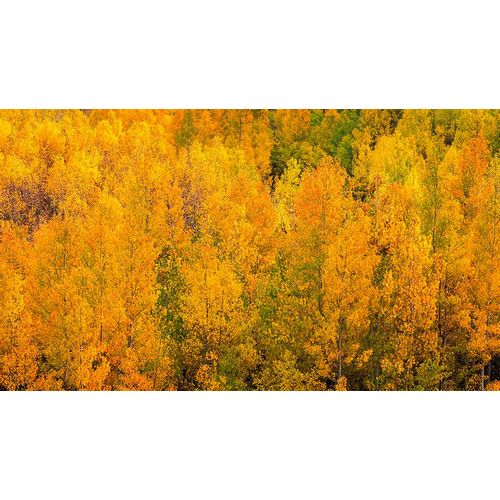 Bishop, Russ 아티스트의 Fall color along Bishop Creek-Inyo National Forest-California-USA작품입니다.